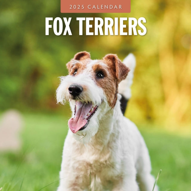 Fox Terriers 2025 Square Wall Calendar-9781804424636