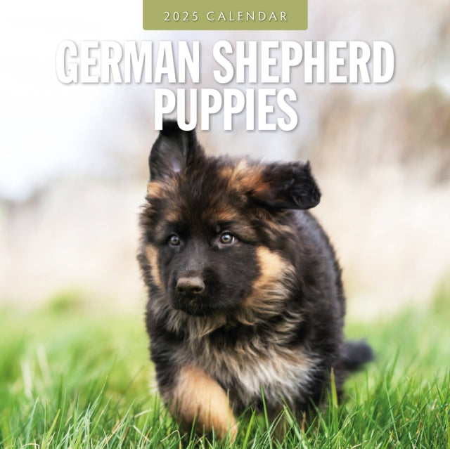 German Shepherd Puppies 2025 Square Wall Calendar-9781804424650