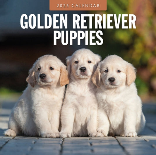 Golden Retriever Puppies 2025 Square Wall Calendar-9781804424698