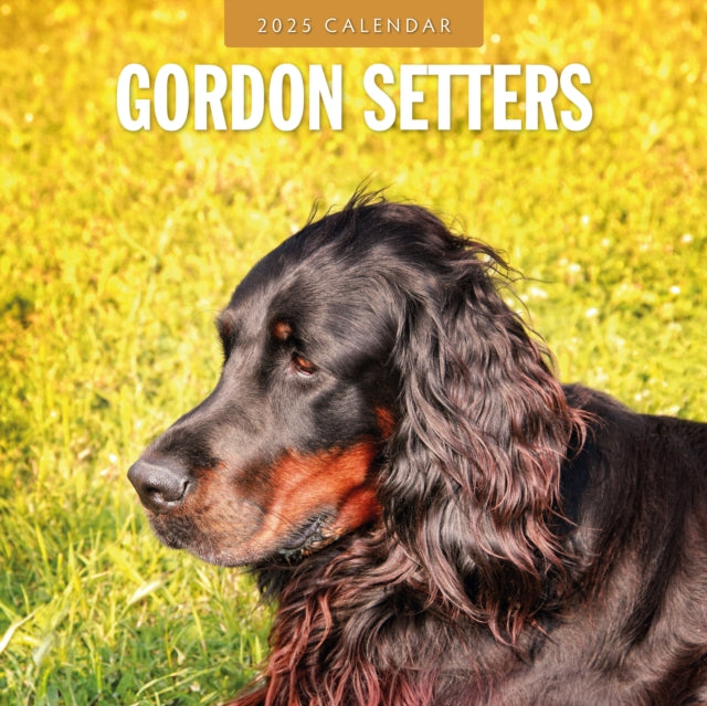 Gordon Setters 2025 Square Wall Calendars-9781804424711