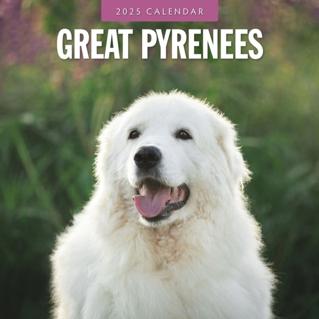 Great Pyrenees 2025 Square Wall Calendar-9781804424735