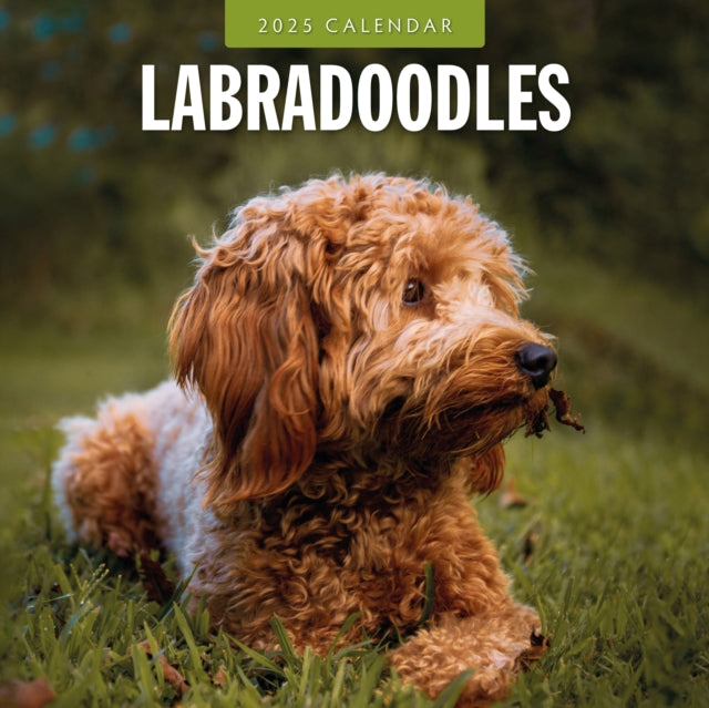 Labradoodles 2025 Square Wall Calendar-9781804424803