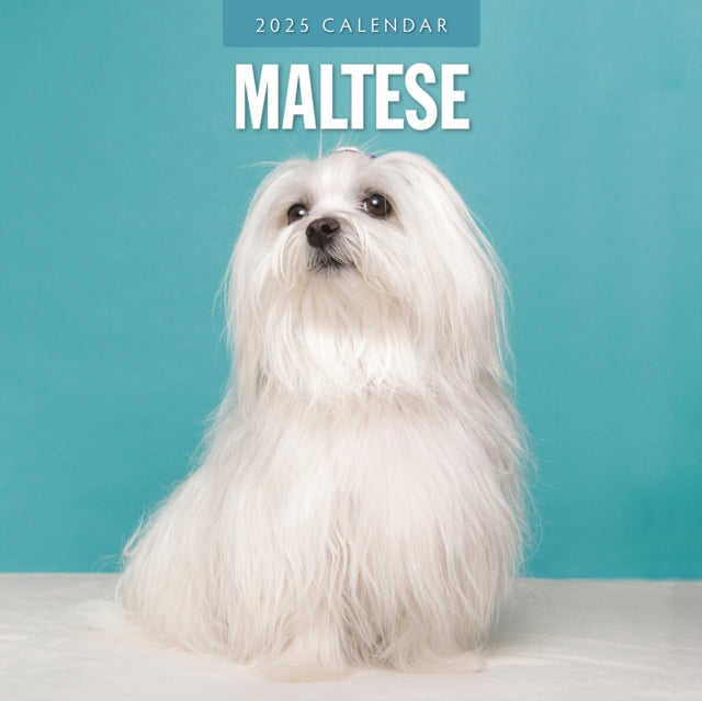 Maltese 2025 Square Wall Calendar-9781804424858