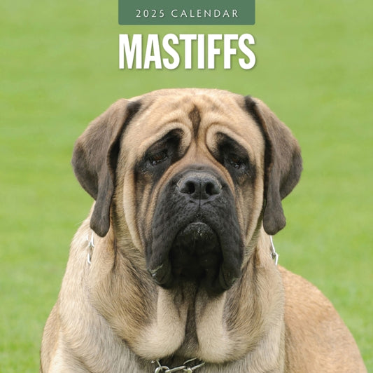 Mastiffs 2025 Square Wall Calendar-9781804424865