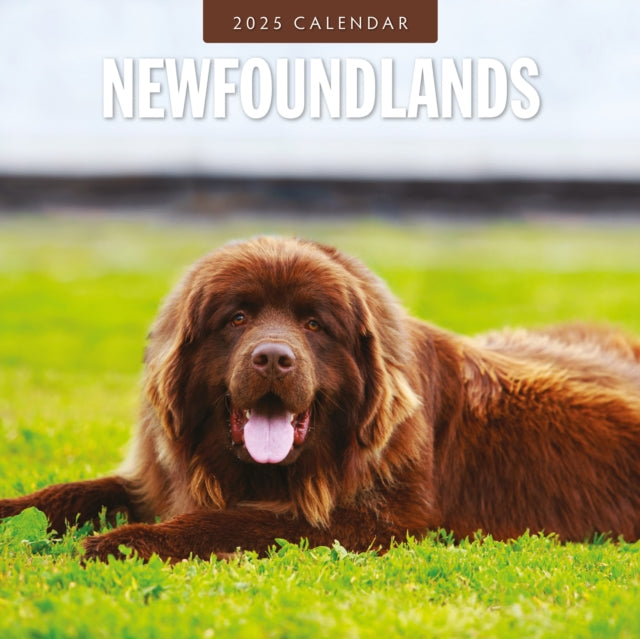 Newfoundlands 2025 Square Wall Calendar-9781804424896