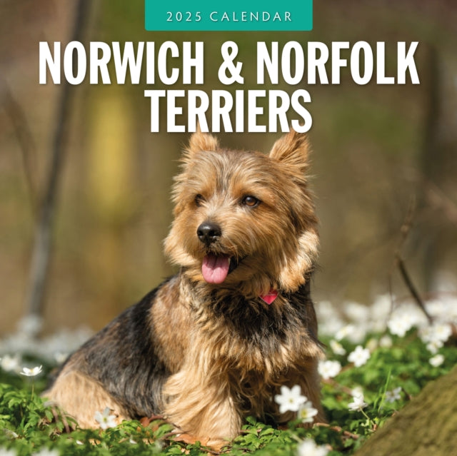 Norwich-/ Norfolk Terriers 2025 Square Wall Calendar-9781804424902