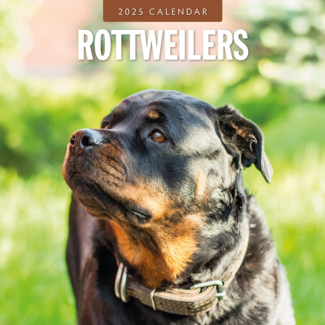 Rottweilers 2025 Square Wall Calendar-9781804425022