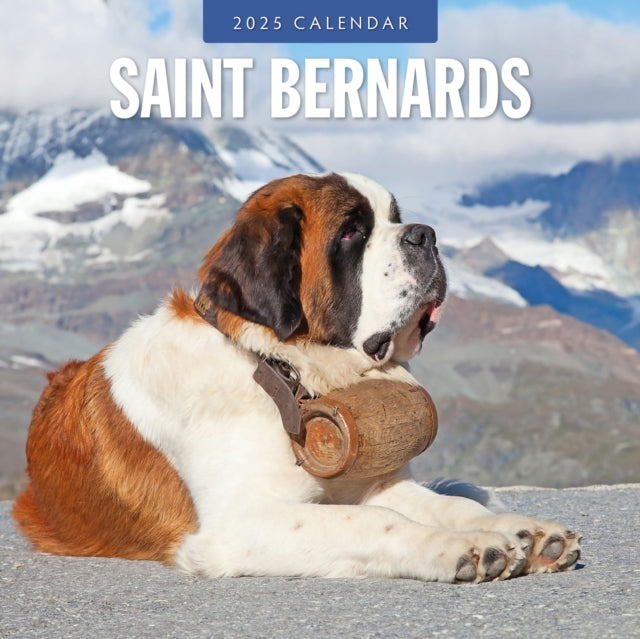 Saint Bernards 2025 Square Wall Calendar-9781804425039