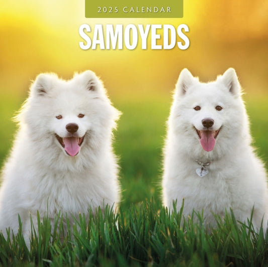 Samoyeds 2025 Square Wall Calendar-9781804425046