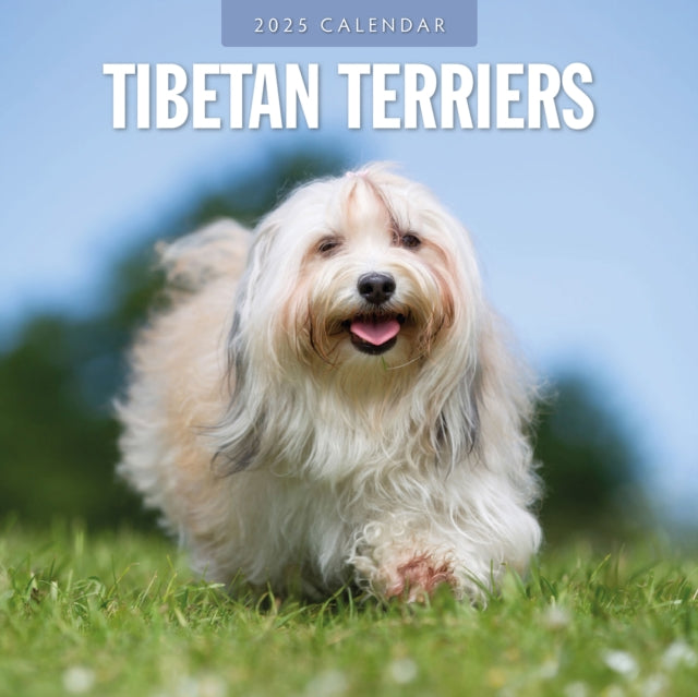 Tibetan Terriers 2025 Square Wall Calendar-9781804425169