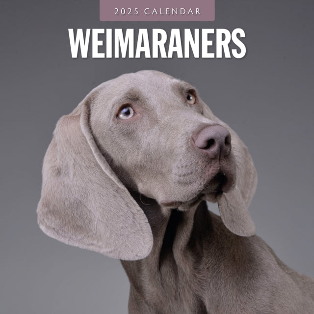 Weimaraners 2025 Square Wall Calendar-9781804425190