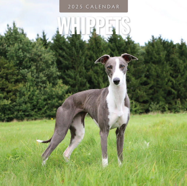 Whippets 2025 Square Wall Calendar-9781804425237