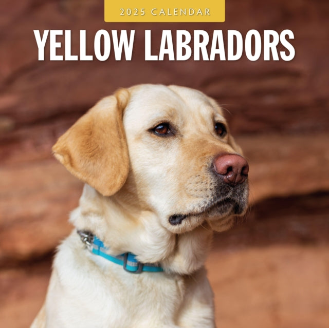 Yellow Labradors 2025 Square Wall Calendar-9781804425268