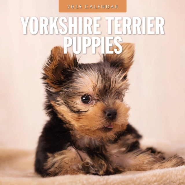 Yorkshire Terrier Puppies 2025 Square Wall Calendar-9781804425282