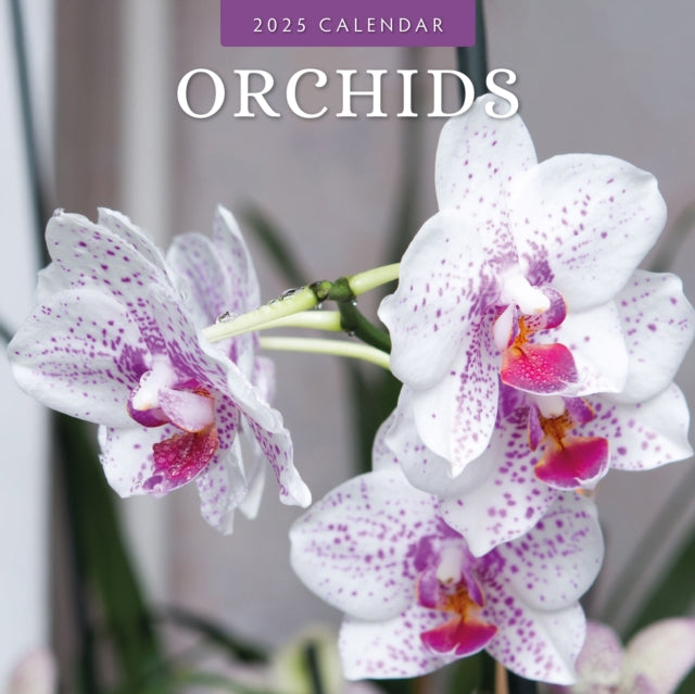 Orchids 2025 Square Wall Calendar-9781804425640