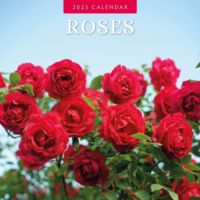 Roses 2025 Square Wall Calendar-9781804425657