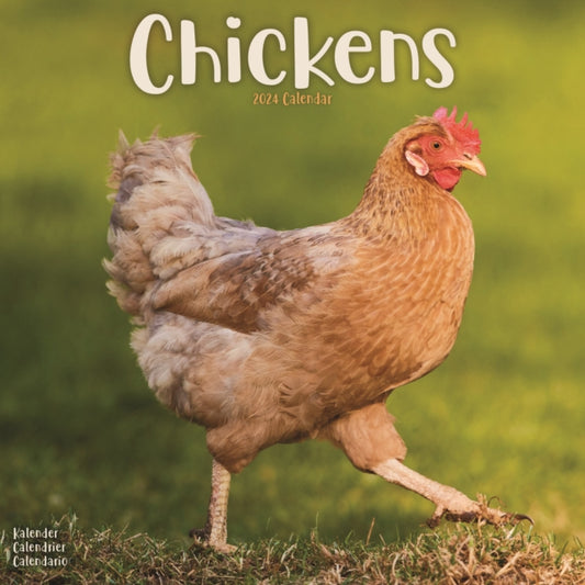 Chickens Square Wall Calendar 2024-9781804601334