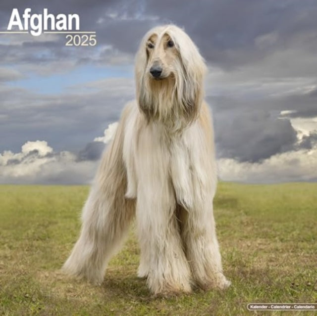 Afghan Calendar 2025  Square Dog Breed Wall Calendar - 16 Month-9781804603017