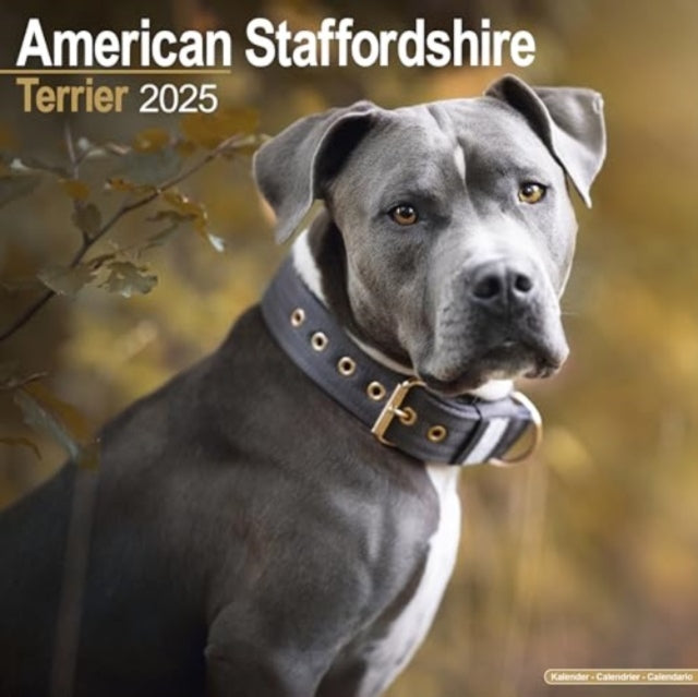 American Staffordshire Terrier Calendar 2025  Square Dog Breed Wall Calendar - 16 Month-9781804603062