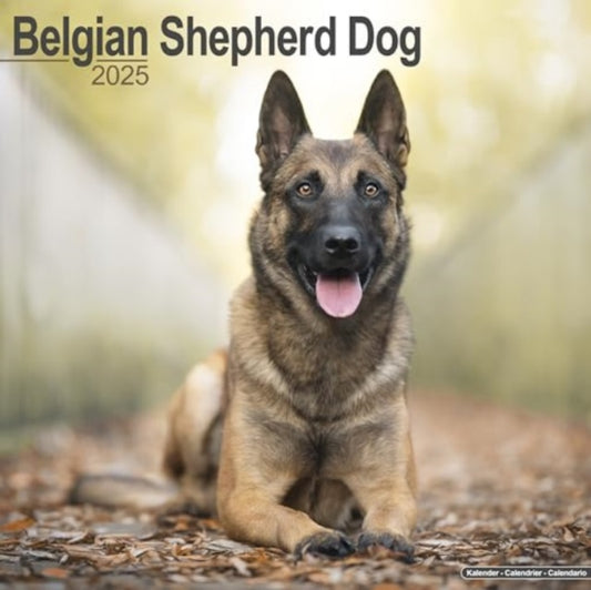 Belgian Shepherd Dog Calendar 2025  Square Dog Breed Wall Calendar - 16 Month-9781804603130