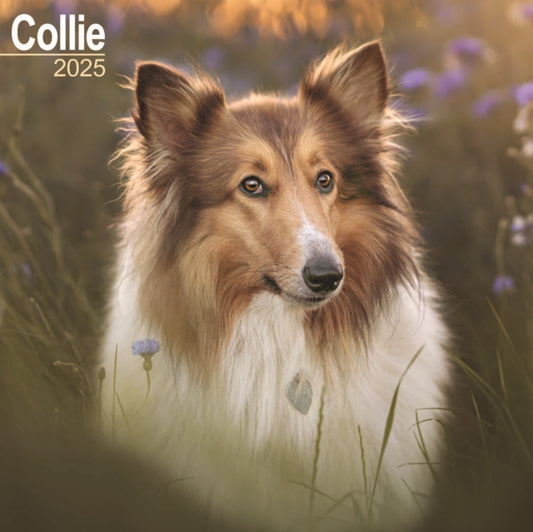 Collie Square Wall Calendar 2025-9781804603314