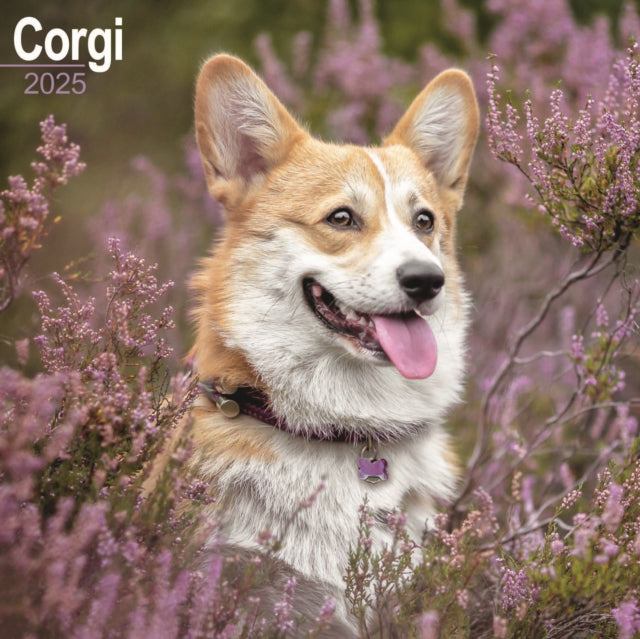 Corgis Square Wall Calendar 2025-9781804603321