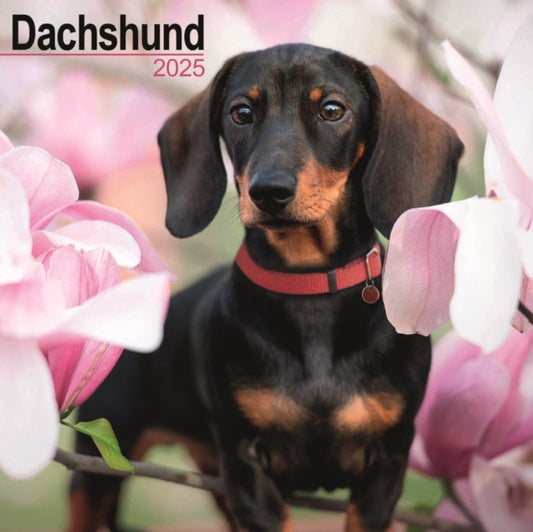 Dachshund Square Wall  Calendar 2025-9781804603338