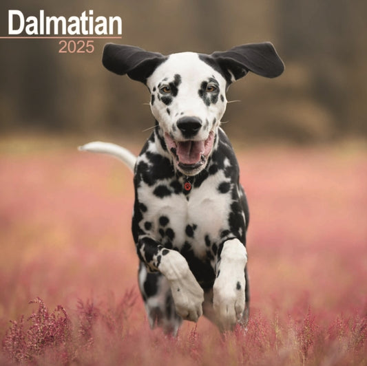 Dalmatian Square Wall Calendar 2025-9781804603369