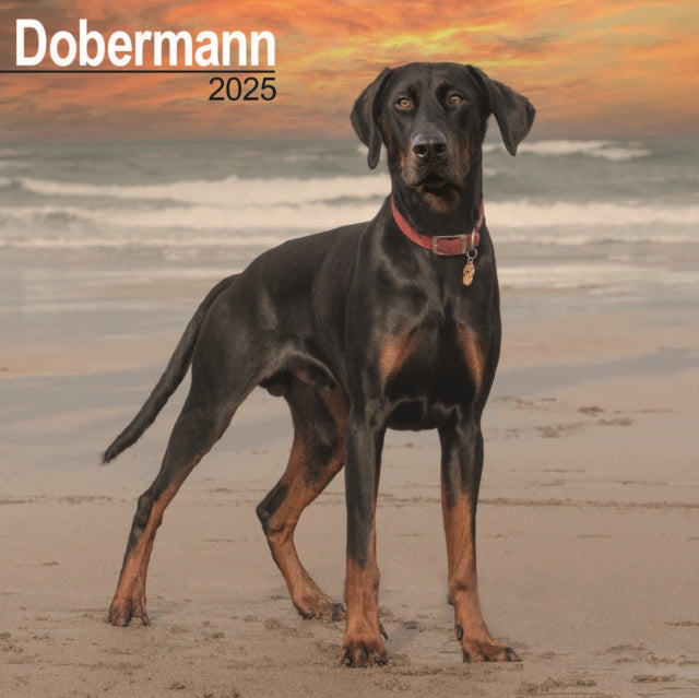 Doberman Square Wall Calendar 2025-9781804603376