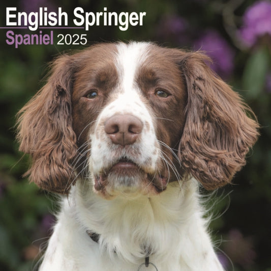 English Springer Spaniel Square Wall Calendar 2025-9781804603420