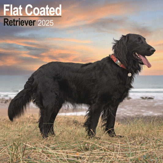 Flat Coated Retriever Square Wall Calendar 2025-9781804603437