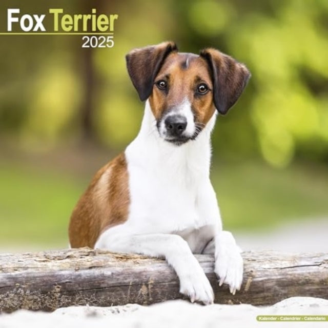 Fox Terrier Calendar 2025  Square Dog Breed Wall Calendar - 16 Month-9781804603444