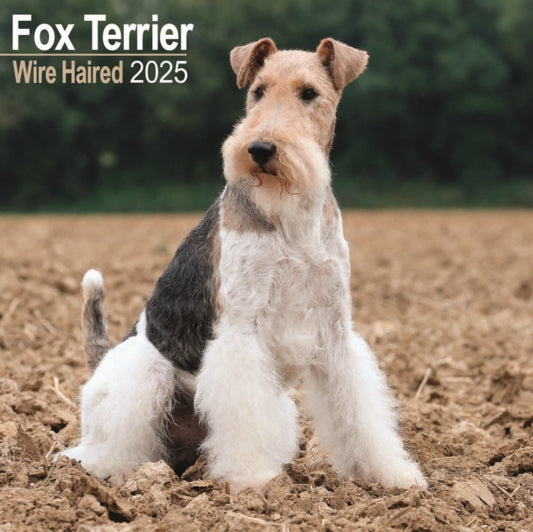 Fox Terrier Wirehaired Square Wall Calendar 2025-9781804603451