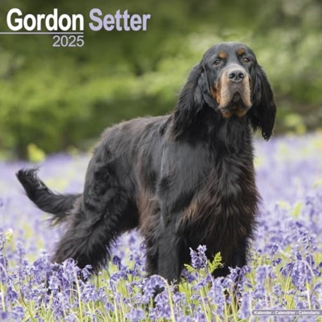 Gordon Setter Calendar 2025  Square Dog Breed Wall Calendar - 16 Month-9781804603505