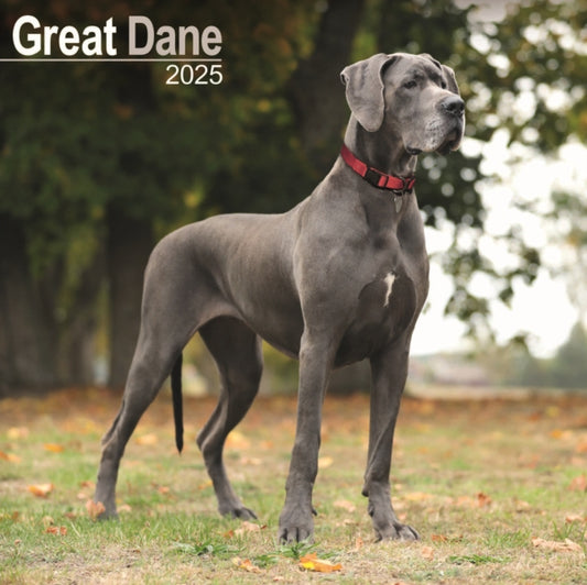 Great Dane Square Wall Calendar 2025-9781804603512