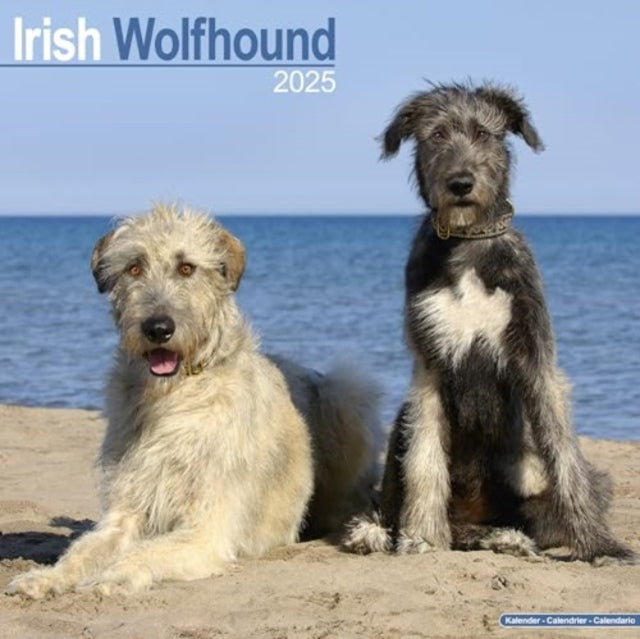 Irish Wolfhound Calendar 2025  Square Dog Breed Wall Calendar - 16 Month-9781804603550