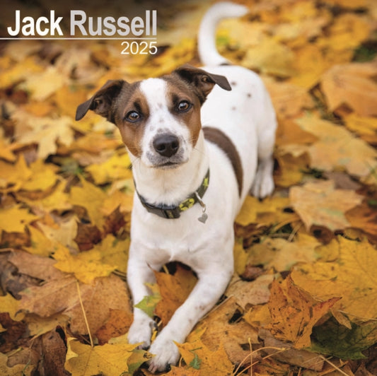 Jack Russell Square Wall Calendar 2025-9781804603567