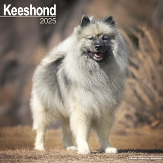 Keeshond Calendar 2025  Square Dog Breed Wall Calendar - 16 Month-9781804603574