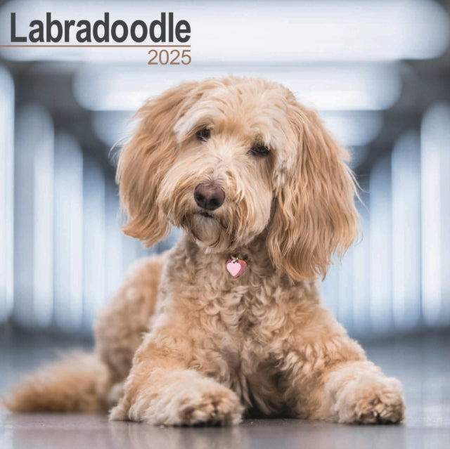 Labradoodle Square Wall Calendar 2025-9781804603581