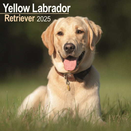 Labrador Retriever Yellow Square Wall Calendar 2025-9781804603635