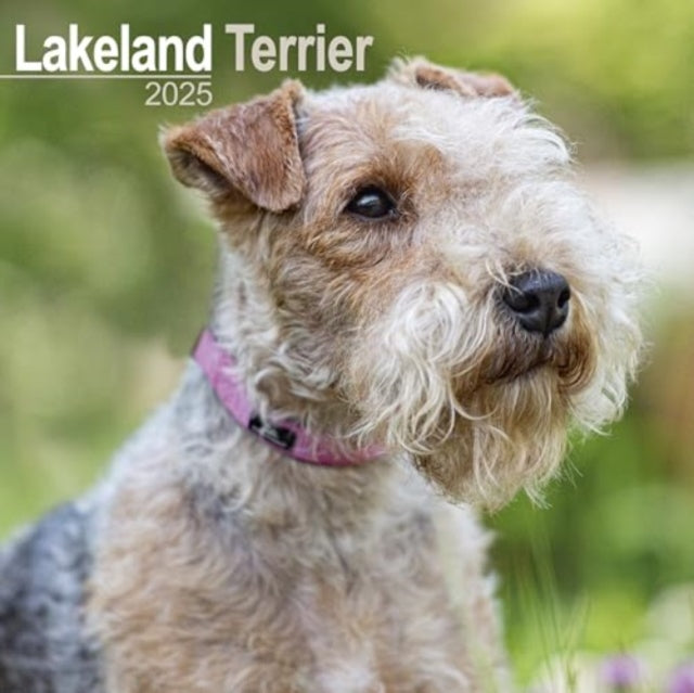 Lakeland Terrier Calendar 2025  Square Dog Breed Wall Calendar - 16 Month-9781804603642