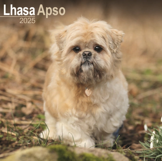 Lhasa Apso Square Wall Calendar 2025-9781804603659