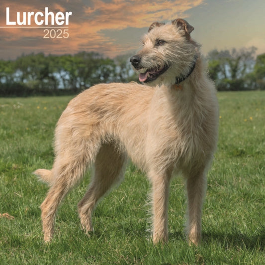 Lurcher Square Wall Calendar 2025-9781804603666