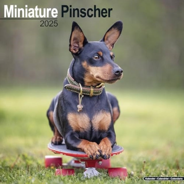 Miniature Pinscher Calendar 2025  Square Dog Breed Wall Calendar - 16 Month-9781804603680