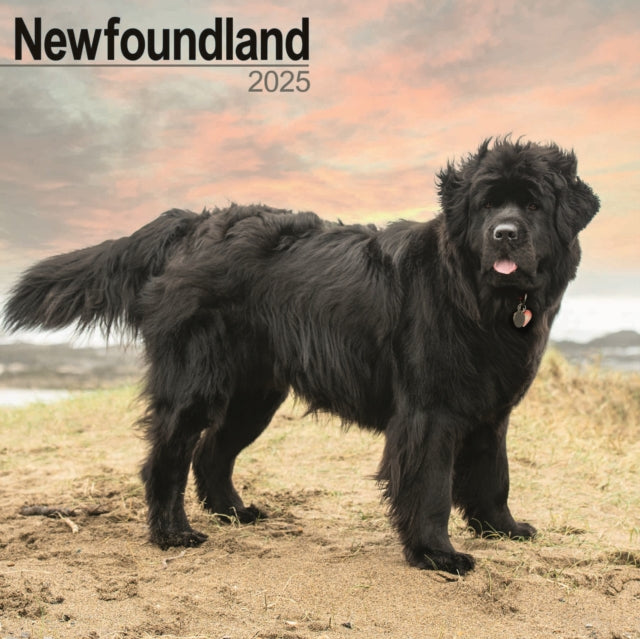 Newfoundland Square Wall Calendar 2025-9781804603697