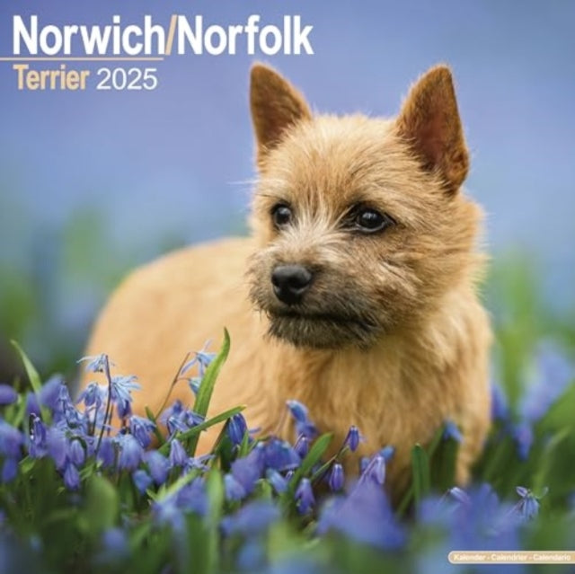 Norwich/Norfolk Terrier Calendar 2025  Square Dog Breed Wall Calendar - 16 Month-9781804603703