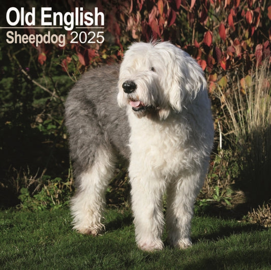 Old English Sheepdog Square Wall Calendar 2025-9781804603710