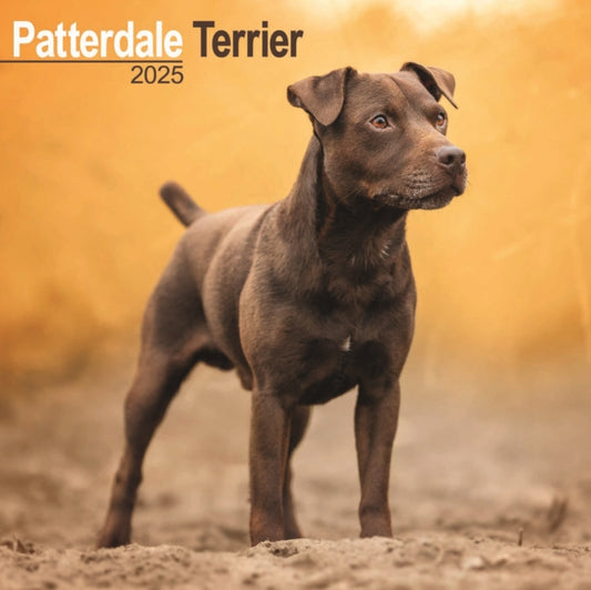 Patterdale Terrier Square Wall Calendar 2025-9781804603734