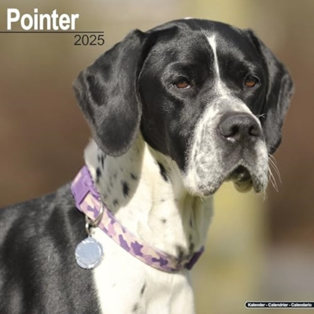 Pointer  Calendar 2025  Square Dog Breed Wall Calendar - 16 Month-9781804603758