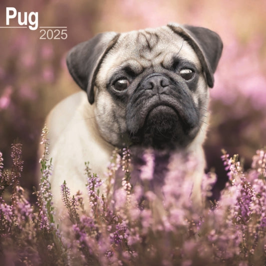 Pug Square Wall Calendar 2025-9781804603796